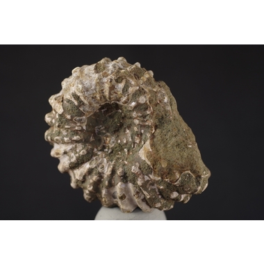 モロッコ産アンモナイト化石 155g 天然石販売 名取貴石 天然石