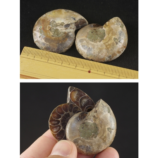 ペアアンモナイト化石 天然石販売 名取貴石 天然石・国産原石の専門店