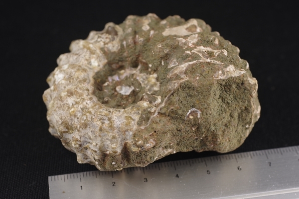 モロッコ産アンモナイト化石 155g 天然石販売 名取貴石 天然石