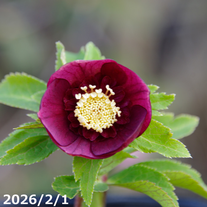 山野草の石田精華園 / 野田園芸