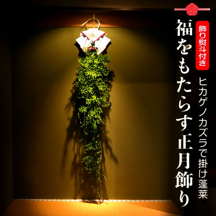 山野草の石田精華園 / ヒカゲノカズラ科