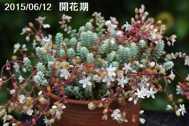 山野草の石田精華園 / 本来のセダム ブレビフォリウム 「そよ風の天使