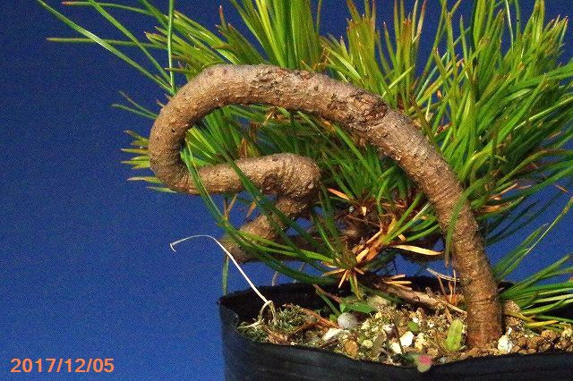 山野草の石田精華園 / 【送料無料】 赤松(アカマツ) 3号〜3.5号 5