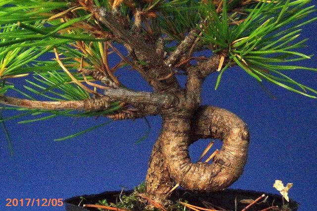 山野草の石田精華園 / 【送料無料】 赤松(アカマツ) 3号〜3.5号 5