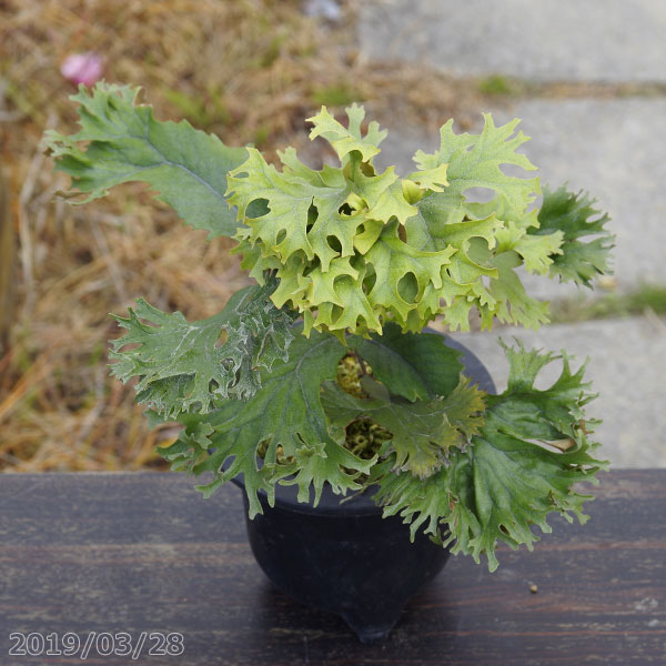 山野草の石田精華園 / 【現品 No.8692】 ヒトツバ 「土佐大王」 4.5号