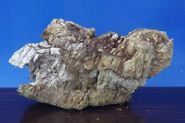 山野草の石田精華園 / 竜眼石