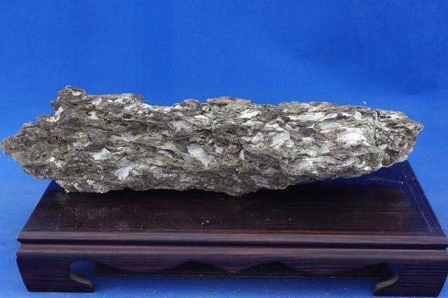 山野草の石田精華園 / 竜眼石