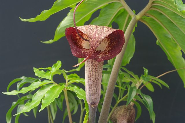 ミニウラシマソウ5.6本 浦島草 苗 山野草 耐寒性多年草 多年草 天南星