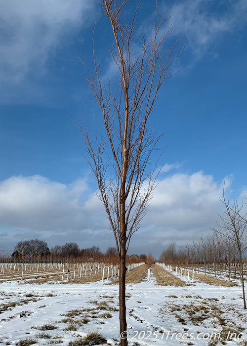 Musashino Japanese Zelkova