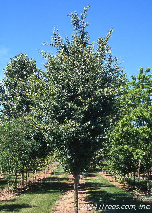 Musashino Japanese Zelkova