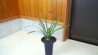 寒蘭 商品紹介1