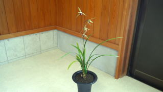 寒蘭 商品紹介1