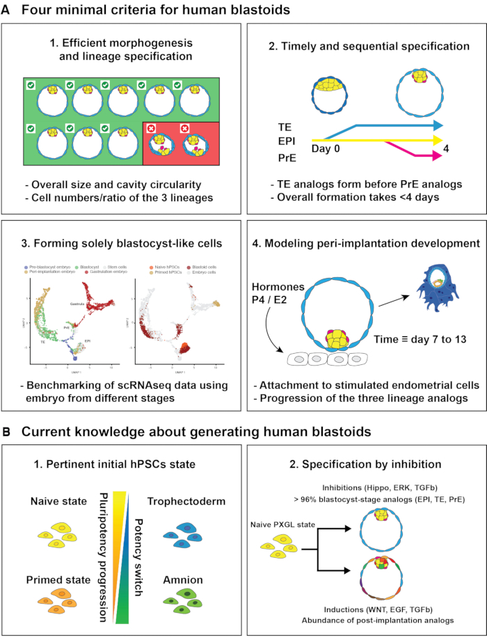胚盤胞の開発と移植をモデル化するためのヒト芽球イドのプロトコル