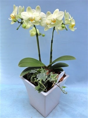 ミディー胡蝶蘭 観葉寄せ イエロー系 2本立 (5号鉢/45cm前後): JA