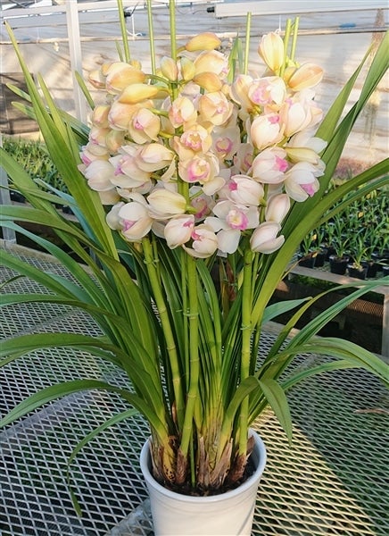 週末特価！2鉢価格！シンビジウム　苗　苗木　4本立ち　洋ラン　蘭　三つ星 シンビジウム<湘南の洋蘭>5本立ち以上◇陶器鉢入り◇ ＊11月下旬ごろ