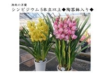 週末特価！2鉢価格！シンビジウム　苗　苗木　4本立ち　洋ラン　蘭　三つ星 シンビジウム<湘南の洋蘭>5本立ち以上◇陶器鉢入り◇ ＊11月下旬ごろ
