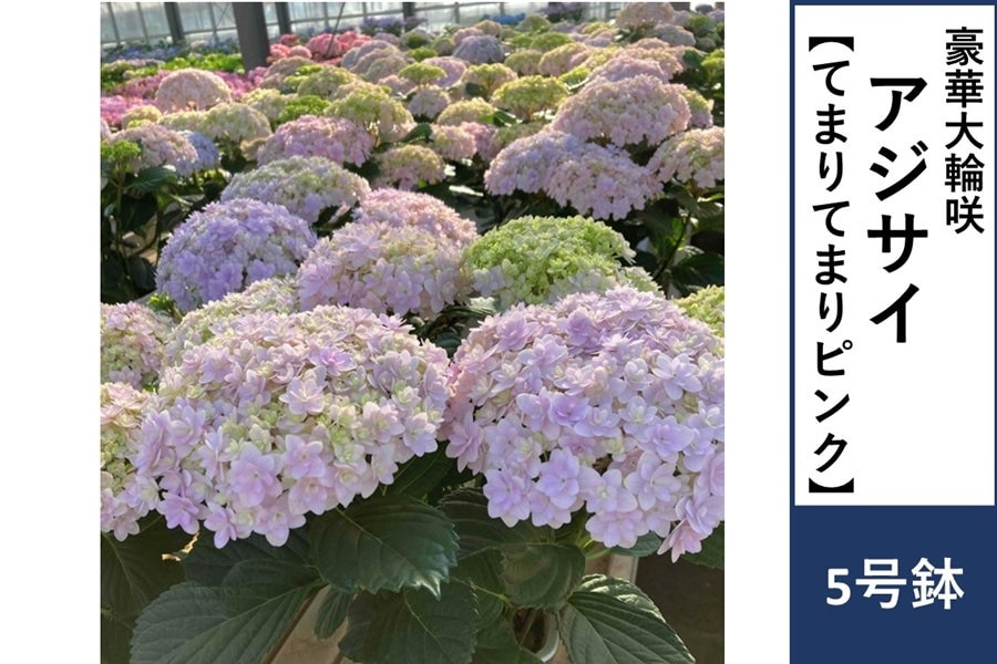 アジサイ【てまりてまりピンク】5号鉢: JA全農かながわ|【JAタウン