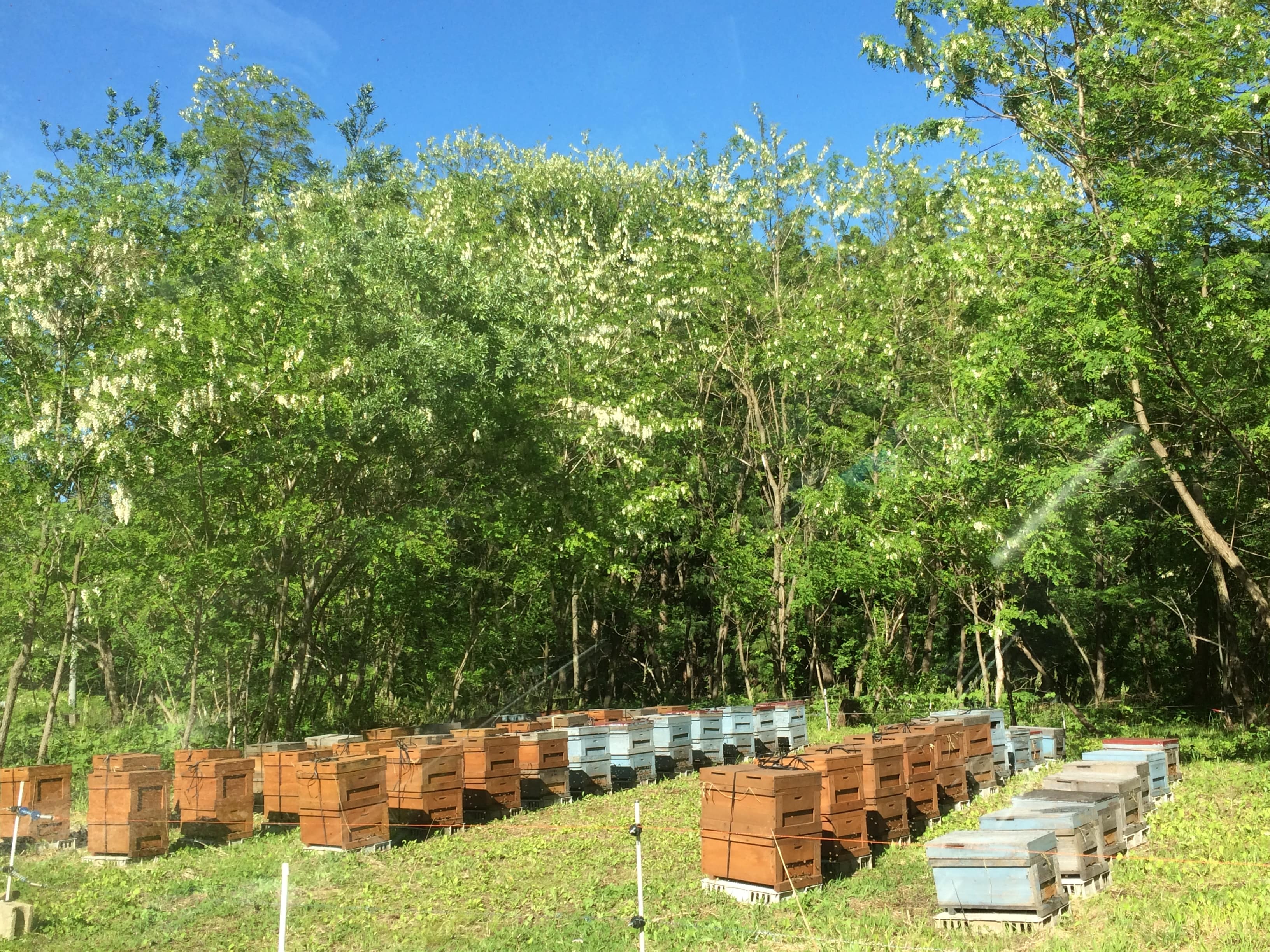 天空の里うわの 蜂蜜セット（奥利根アカシア・桜桃）: 新鮮ぐんま