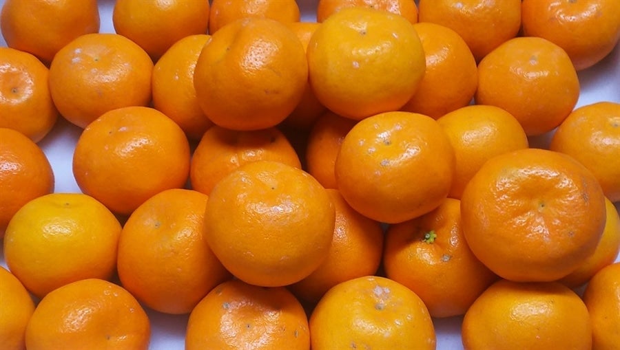 大西農園 みかん（約5kg）S,M,Lサイズ混合: めっけもん広場|【JA