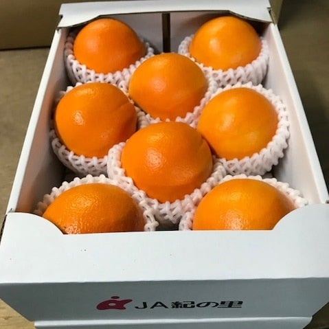 めっけもん広場】ネーブル 2.5kg 7～12玉: めっけもん広場|【JA