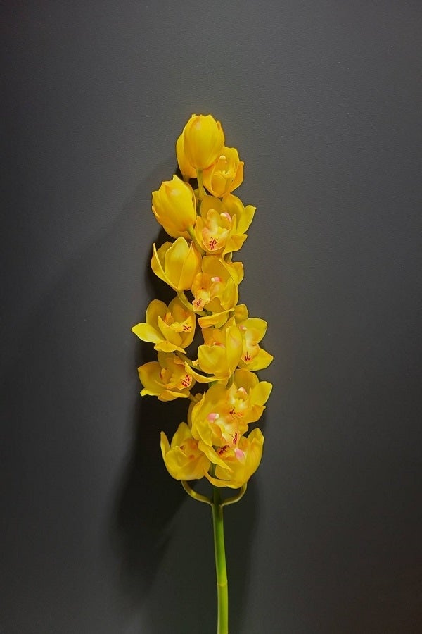 シンビジウム3色ミックス6本入（切り花）送料込み: 新鮮大好き徳島