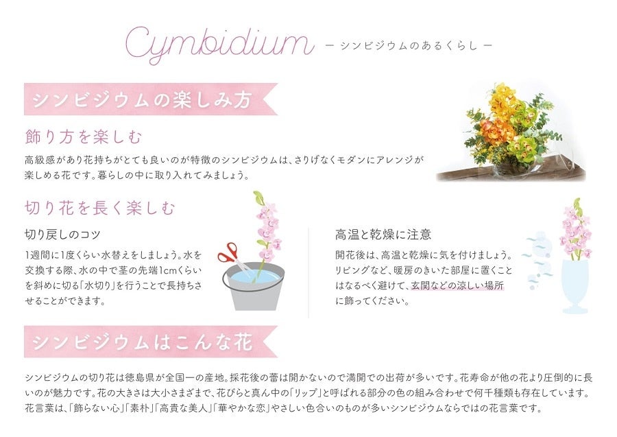 シンビジウム3色ミックス6本入（切り花）送料込み: 新鮮大好き徳島