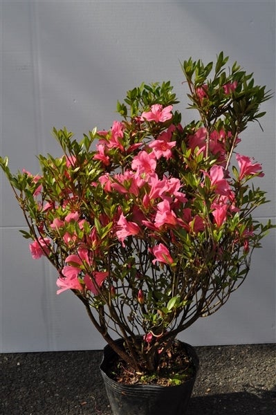 ○ さつき 4株: にじ農業協同組合|【JAタウン】産地直送 通販 お取り寄せ