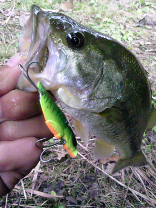 冬のメタルバイブ。 - FRESH WATER バス釣り ｜JACKALL｜ジャッカル