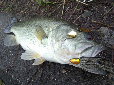 メディスで早春のデカバス狙い - FRESH WATER バス釣り ｜JACKALL