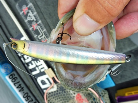 秋の凄釣れセイラミノー - FRESH WATER バス釣り ｜JACKALL