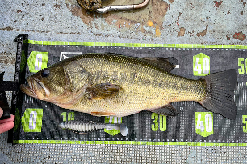 COLUMN - FRESH WATER バス釣り ｜JACKALL｜ジャッカル｜ルアー