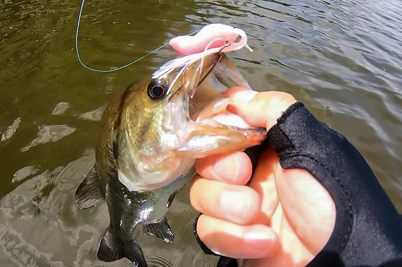 エビパターン最盛期の攻略法/R＆Dスタッフ - FRESH WATER バス釣り