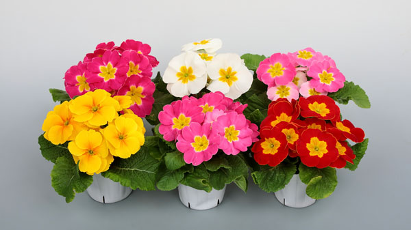 プリムラの新シリーズ「プリンセッサ」6品種を発売 サカタのタネ