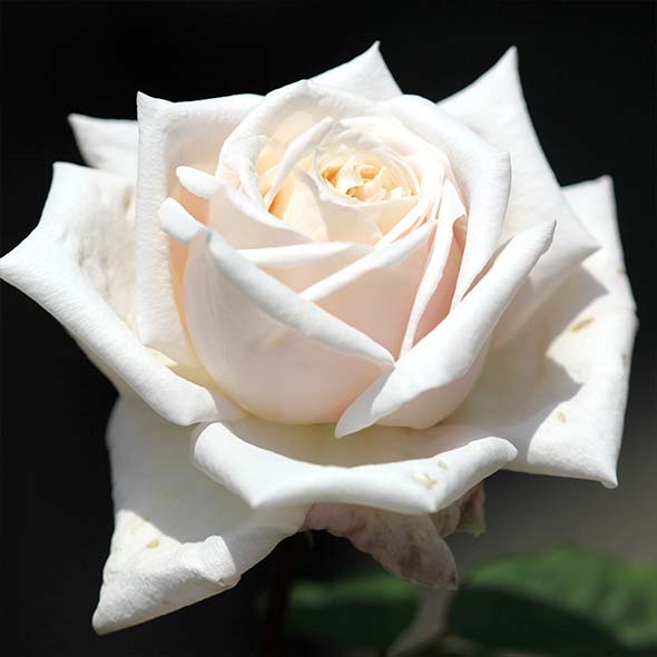 皇族の名を冠したバラ プリンセスローズ｜神宮ばら園