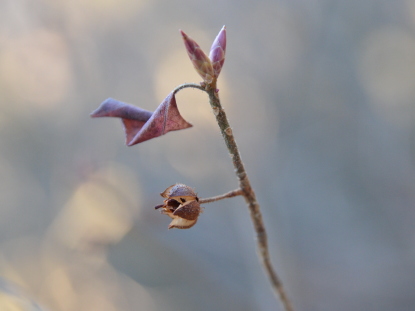樹木図鑑(バイカツツジ)