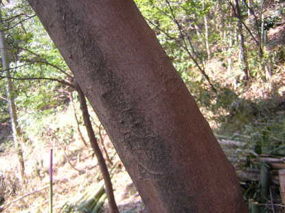 樹木図鑑(ヒサカキ)