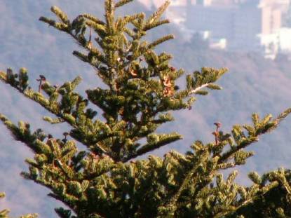 樹木図鑑(モミ)