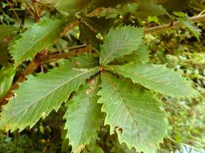 樹木図鑑(ミズナラ)