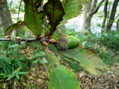 樹木図鑑(ミズナラ)