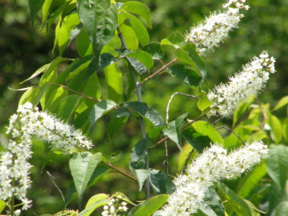 樹木図鑑(ウワミズザクラ)