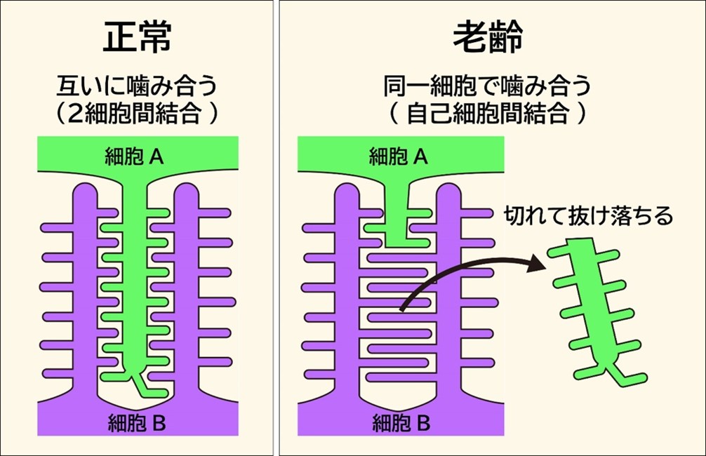 長寿命細胞ポドサイトが老化に抗い生存し、糸球体を維持するメカニズム