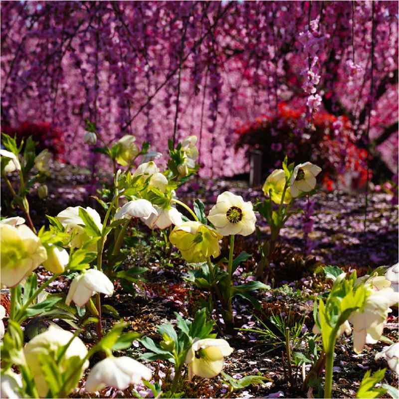 クリスマスローズ 伊勢みやび シリーズ］ 赤塚植物園オリジナル品種の
