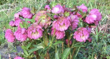 クリスマスローズ 伊勢みやび シリーズ］ 赤塚植物園オリジナル品種の