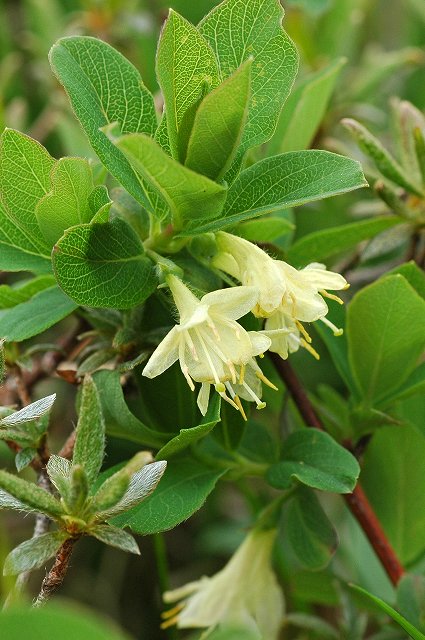 クロミノウグイスカグラ（スイカズラ科）｜素人植物図鑑