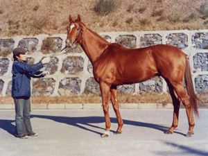 血統、馬の種類など 一覧表示（競馬用語辞典） JRA