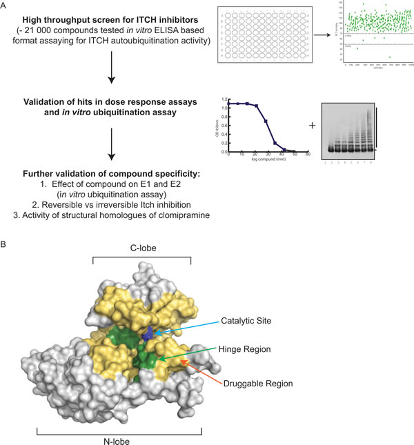 Screening for E3-Ubiquitin ligase inhibitors: challenges and
