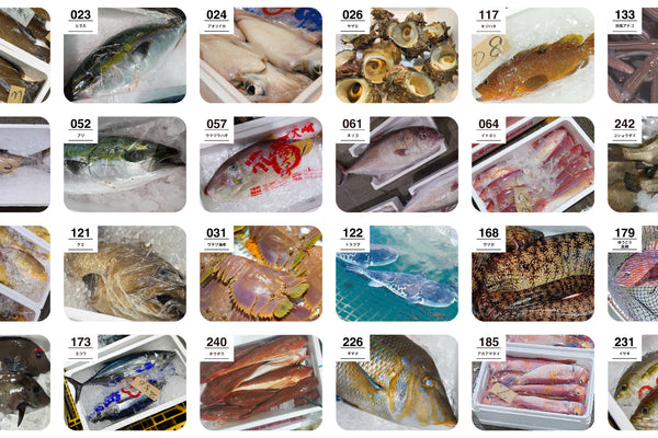 定期便 レギュラー（6パック）コース – obf－おさかなサブスク