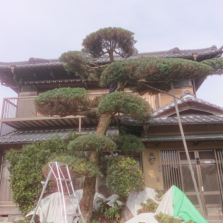 埼玉県、個人宅様のマキの刈り込み剪定です。高さが8mほどあり、頭が2