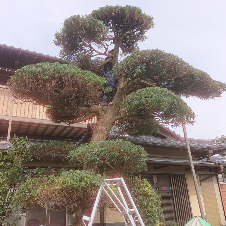 埼玉県、個人宅様のマキの刈り込み剪定です。高さが8mほどあり、頭が2
