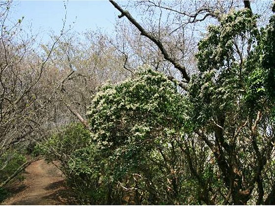 四季の山野草（アセビ）